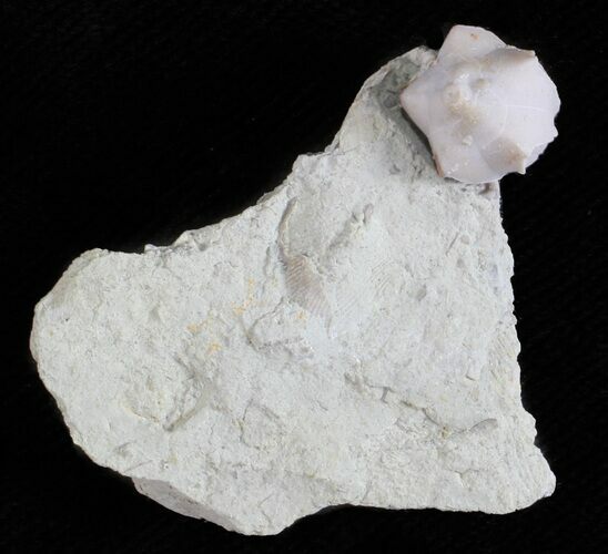 Blastoid (Pentremites) Fossil - Illinois #60123